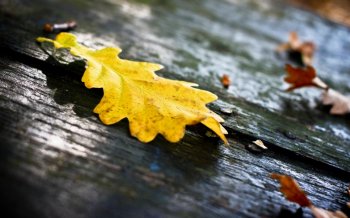 清新唯美植物摄影特写宽屏桌面壁纸