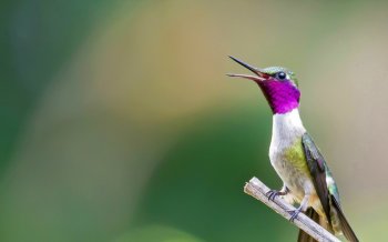 2016年Bing动物主题电脑壁纸下载