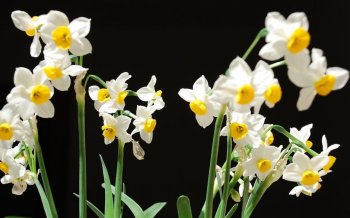 唯美清新水仙花图片大全大图桌面壁纸4下载