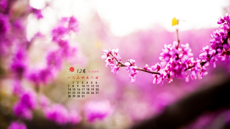 好看的盛开紫荆花高清桌面壁纸图片
