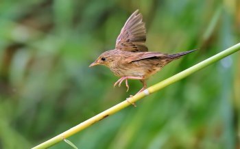 小巧的小蝗莺图片高清桌面壁纸