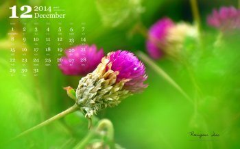 2014年12月日历唯美语录美女自然风光高清电脑桌面壁纸