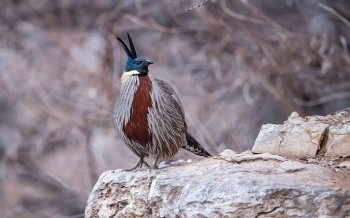 勺鸡图片电脑壁纸下载