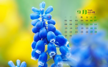 2014年9月日历壁纸大自然清新唯美好看的风信子高清图片合集