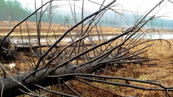 高清植物特写宽屏桌面壁纸第二辑