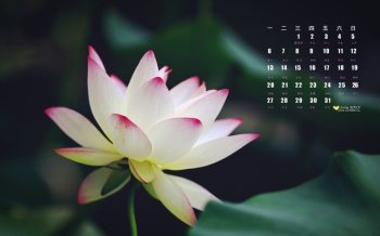 一点点优雅清新淡雅的粉白色荷花图片大图