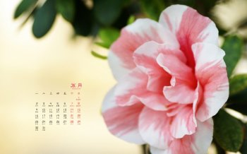 2016年5月日历母亲节唯美康乃馨图片壁纸2