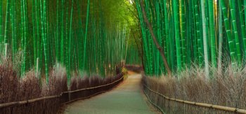 竹林，路面，旅游风景区，自然，美景，竹海桌面壁纸