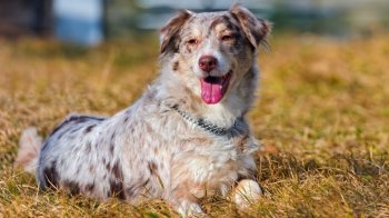 可爱宠物小狗图片桌面壁纸