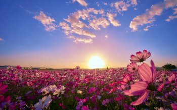 唯美清新花草园桌面壁纸下载