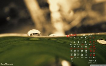 2016年2月日历清新绿色桌面壁纸下载