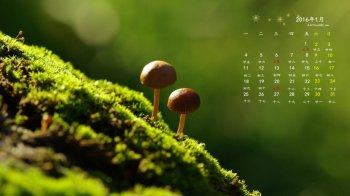 2016年1月份清新护眼的桌面壁纸图片下载