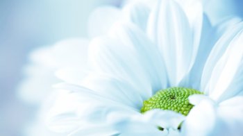 小清新绿色植物护眼壁纸大全