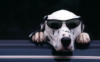 太阳镜创意高清电脑壁纸