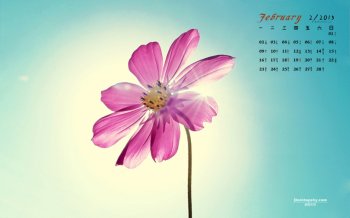 2015年2月日历蓝天下盛开的小花高清屏保电脑桌面壁纸