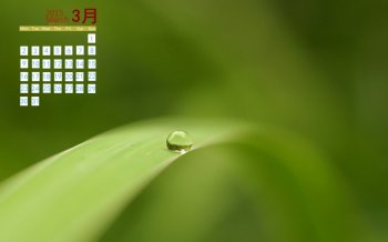 2015年3月日历绿色养眼植物上的晶莹小水滴高清电脑桌面壁纸图片下载