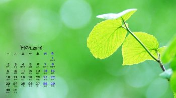 2016年5月日历清新绿叶护眼壁纸