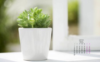 2016年2月日历清新简约静物桌面壁纸