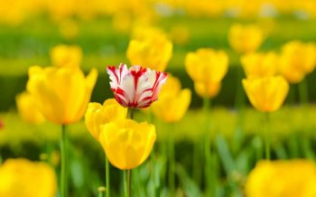 清新唯美风景桌面壁纸图片3下载