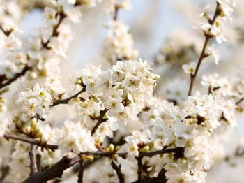 春天满树梨花唯美风景高清壁纸