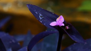 紫竹梅高清图片桌面壁纸下载2