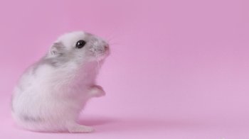 粉色的做祈求的小老鼠桌面壁纸