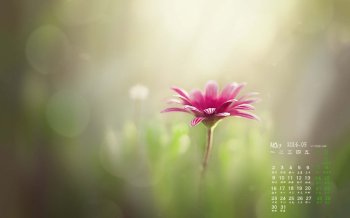 2016年5月日历简约唯美桌面壁纸