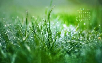 2015年12月日历清新雨后草地绿色护眼露珠桌面壁纸下载3