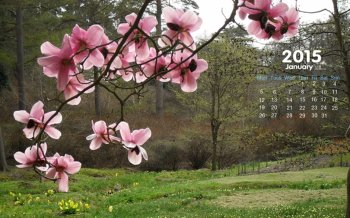 2015年1月日历寒冬里绽放的梅花屏保高清电脑桌面壁纸下载