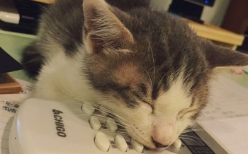 可爱小猫咪卖萌图片高清电脑壁纸