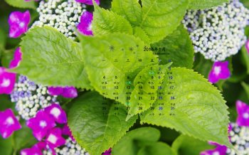 2016年1月日历绿叶桌面壁纸