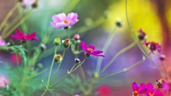 win8唯美梦幻花草