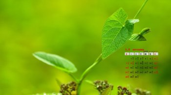 2014年9月日历桌面壁纸清新养眼的绿色植物图片