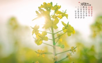 2016年3月日历漂亮的油菜花图片电脑壁纸下载