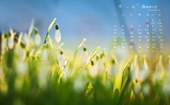 2016年1月日历小清新电脑桌面壁纸下载