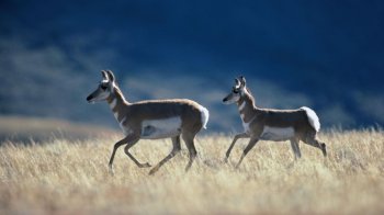 精选可爱动物图片高清素材壁纸 第二辑