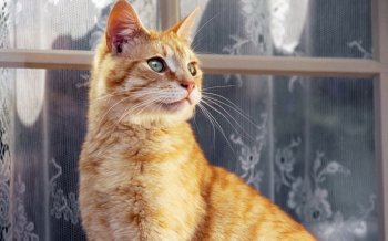 窗上可爱的猫咪桌面壁纸