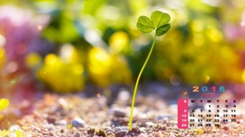 2016年6月日历唯美清新植物摄影桌面壁纸