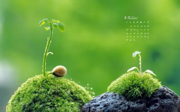 2015年9月日历壁纸精选绿色植物高清护眼图片