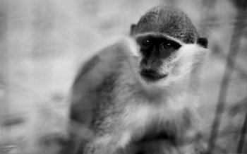 2016年猴年猴子摄影电脑壁纸