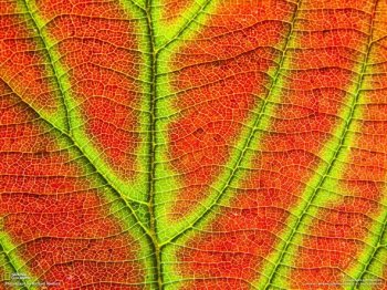 国家地理杂志精美壁纸 1600X1200【22P】