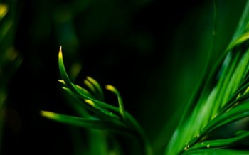 绿色护眼植物图片win7壁纸