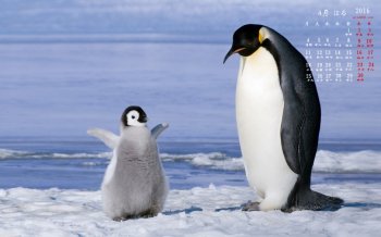 2016年4月日历可爱企鹅桌面壁纸下载