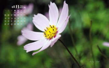 2015年1月日历清新唯美大自然花朵高清电脑桌面壁纸