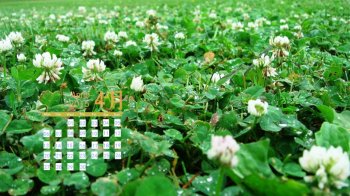 2015年4月日历壁纸精选绿色护眼高清幸运草植物素材图片下载