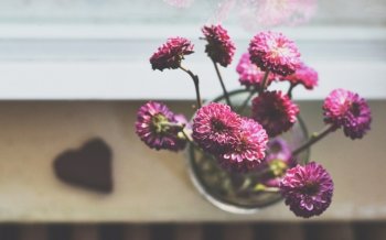 清新阳台花瓶静物图片壁纸