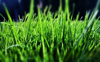 清新大自然健康护眼电脑桌面壁纸下载