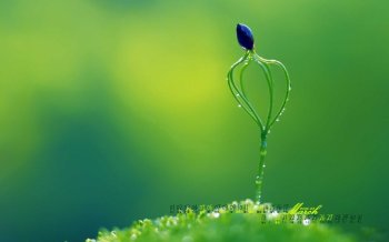 2016年3月小清新植物护眼日历桌面壁纸1下载