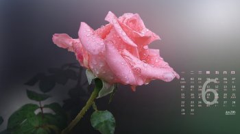 2015年6月日历壁纸沾着露珠的粉色玫瑰花高清图片下载