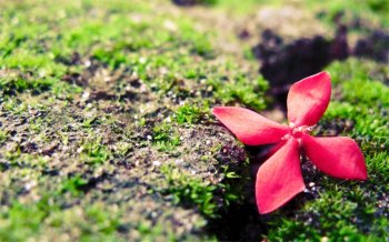 精选唯美小清新lomo风格治愈系护眼壁纸高清图片电脑桌面壁纸下载